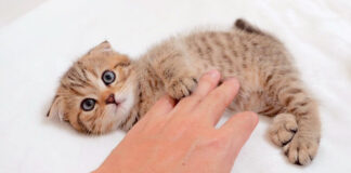 撫でられる子猫