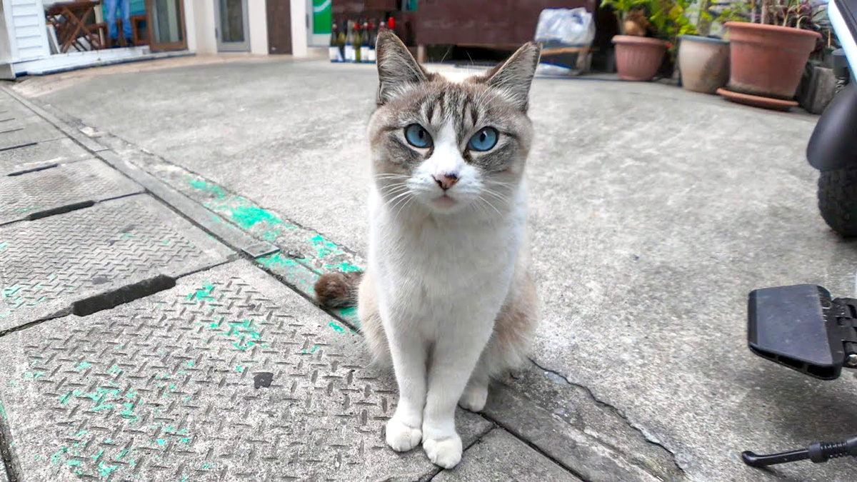 飲み屋街の路地裏で出会った猫