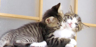 にゃんこ相撲をとる子猫達