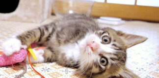 お父さんと遊ぶ子猫