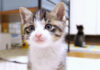 仕事をサボってる子猫