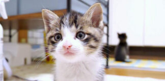 仕事をサボってる子猫