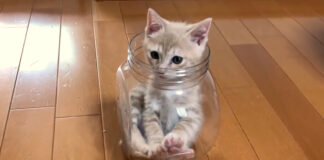 小さなケースに入った子猫