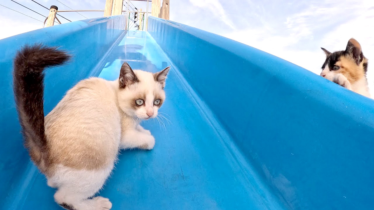 滑り台で遊ぶ子猫達