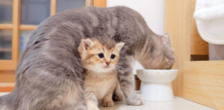 お昼寝をすっぽかす子猫