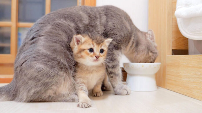 お昼寝をすっぽかす子猫