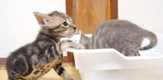 トイレに駆け込む子猫
