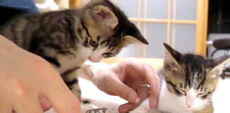 爪切りされる子猫