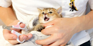 初めての爪切りに抗議する子猫