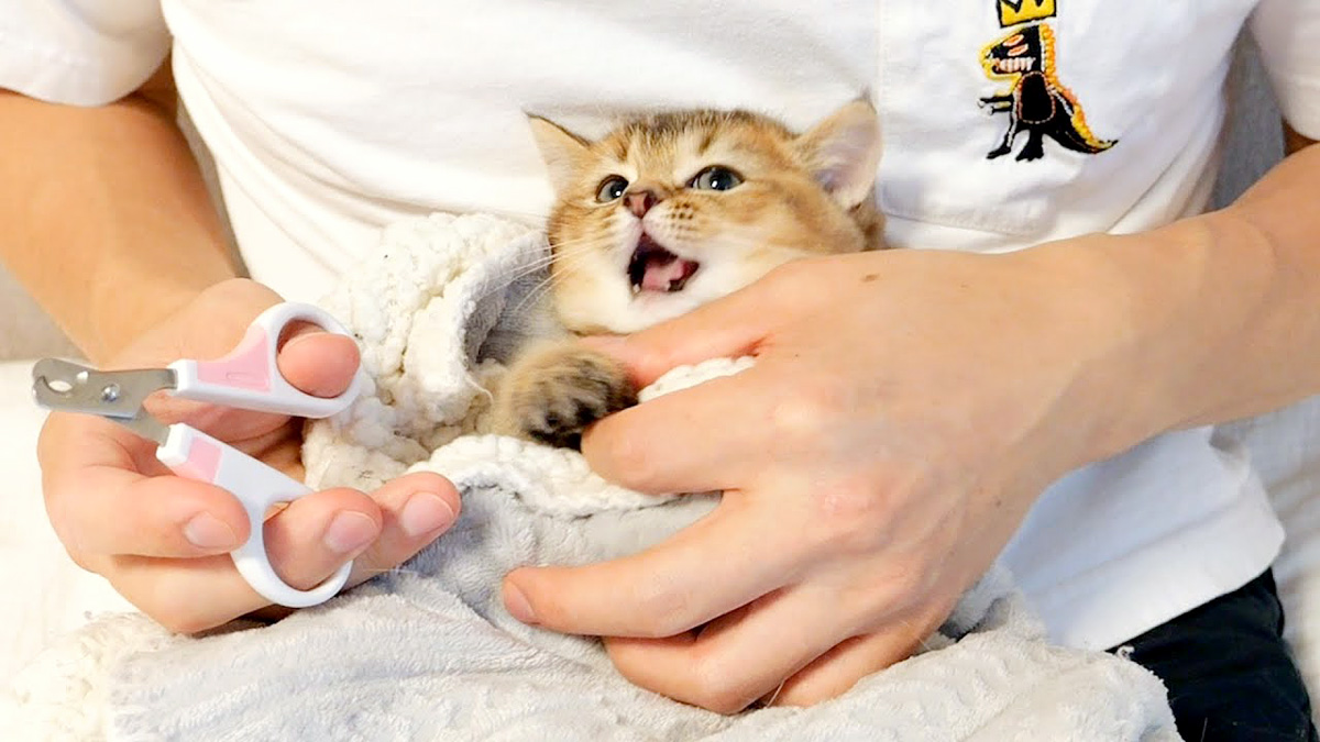 初めての爪切りに抗議する子猫