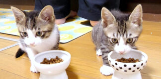 ご飯を食べる子猫達