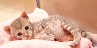 まったりくつろぐ子猫