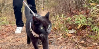 散歩する猫