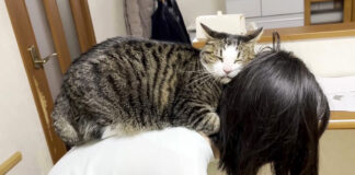 お姉ちゃんにスリスリする猫