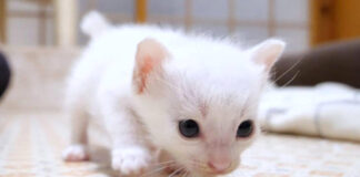 歩く子猫