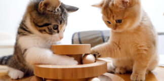 オモチャで遊ぶ子猫達