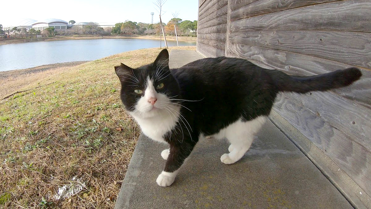 公園で出会った猫