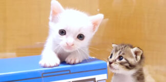 バスで遊ぶ子猫