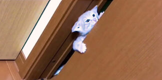 ドアをこじ開ける子猫