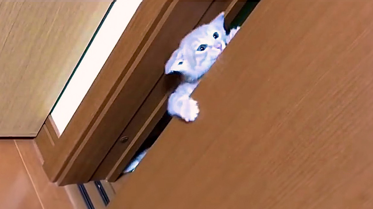 ドアをこじ開ける子猫