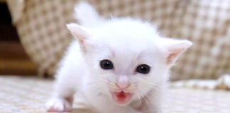 ミルクが飲みたい子猫