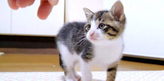 ごちそうさまを言いにくる子猫