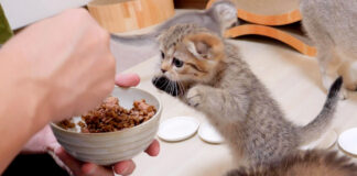 ご飯が食べたい子猫