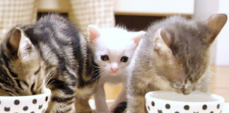 ご飯が食べたい子猫