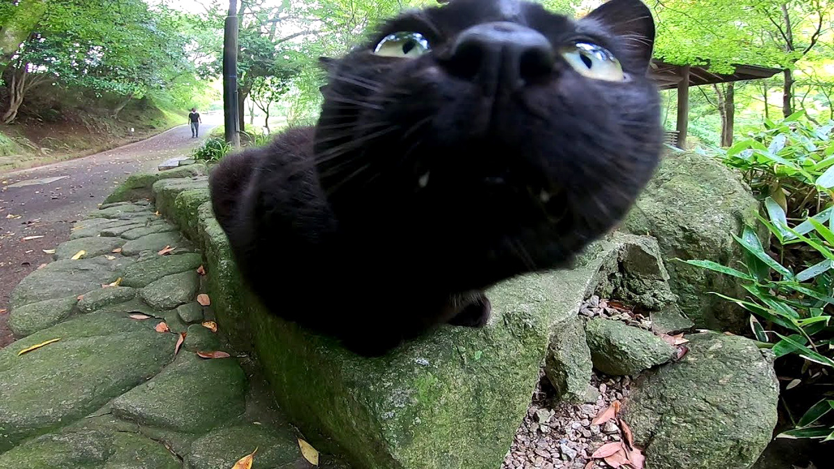石の上の猫