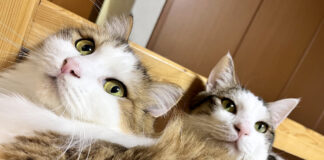 仲良しな猫の親子