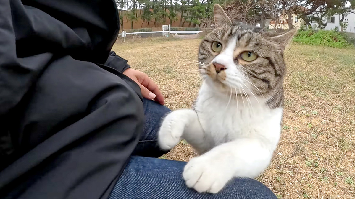 膝に乗る猫