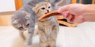 カツオが気になる子猫