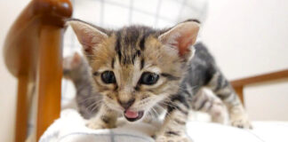 椅子から降りられなくなった子猫