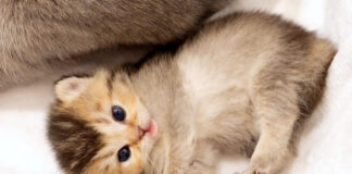 母猫にかまって欲しい子猫