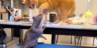 猫にお説教されるカワウソ