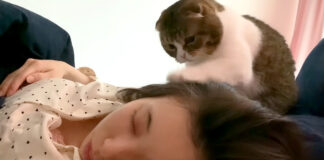 ママを起こす猫