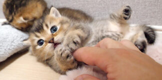 ビックリしちゃった子猫