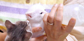 ミルクを飲む子猫