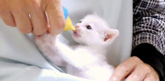 ミルクを飲む子猫