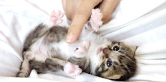 もちょもちょ動く子猫