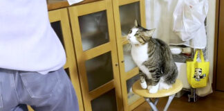 モジモジする猫