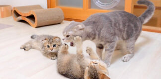 母猫に戦いを挑む子猫