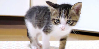ナデナデされにくる子猫