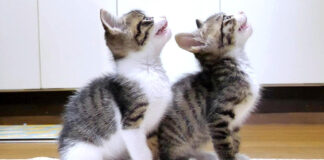 ご飯を催促する子猫達