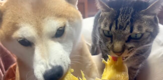 お芋を食べる犬と猫