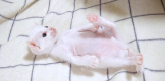 友達を待つ子猫