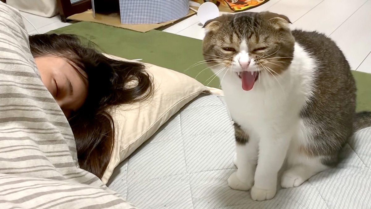 ママに起きて欲しい猫