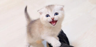 お返事をする子猫