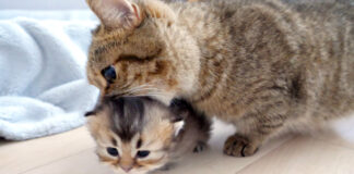 子猫を連れ戻そうとする母猫