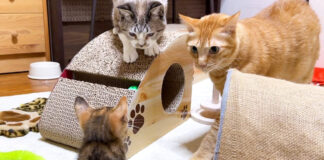 先住猫と子猫